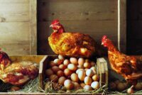 Never Buy Eggs Again: Build a Chicken Coop