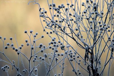 winter gardening