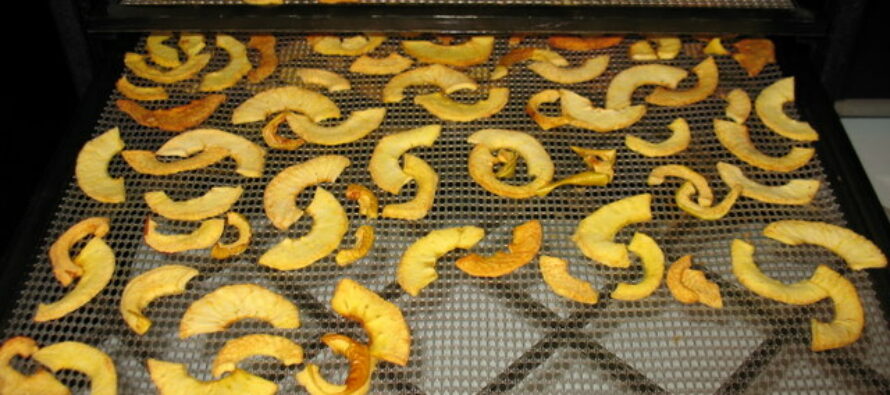 Simply One Of The Best Shelf Lasting Foods: Dehydrating Apples