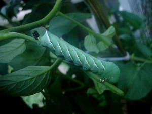 how to get rid of tomato worms