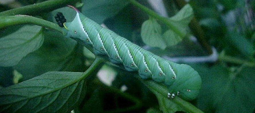 The Two Tale Signs Of A Tomato Worm