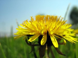 wild edibles sitting in your back yard