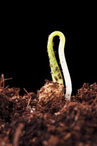 diy vegatable seed starting soil