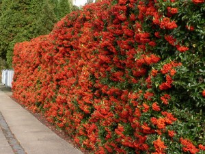 boost home security with the firethorn bush