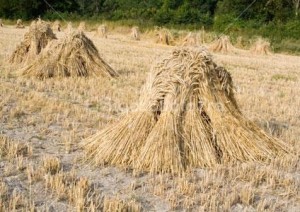 how to grow and harvest wheat by land