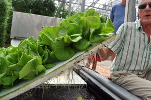 how to make and grow your own hydroponic garden