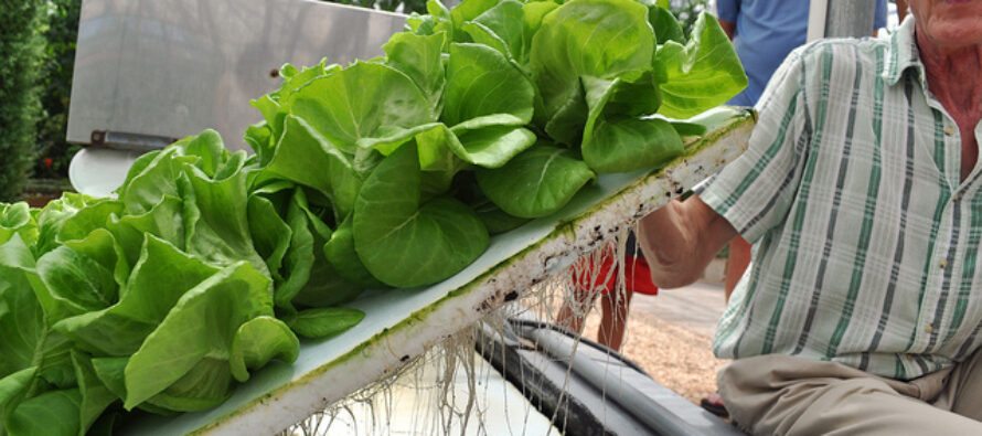 DIY Hydroponics: How To Make Your Own Hydroponics System