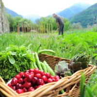 starting a survival garden