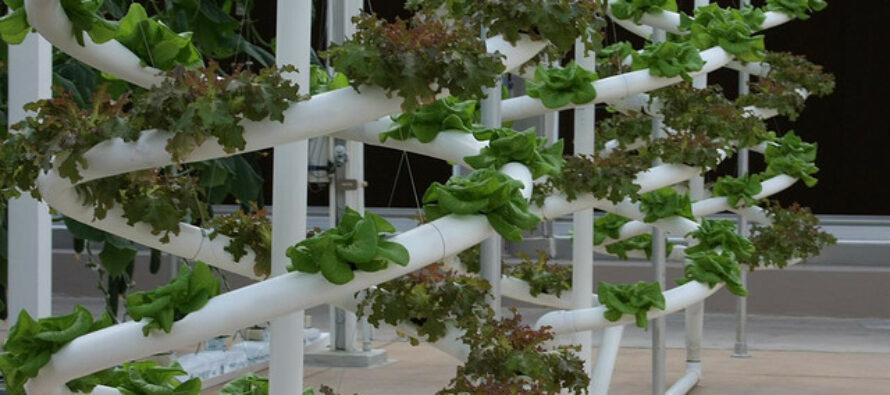 Hydroponics 101 – An Introduction To Hydroponics