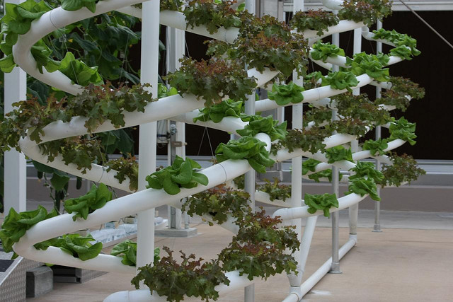 DIY Indoor Hydroponic Growing Systems