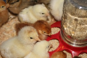 how to raise chicks and laying hens