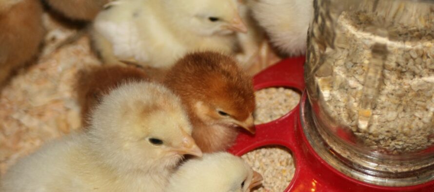 Raising Laying Hens From Chicks: A Step By Step Guide