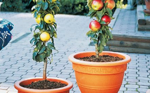 66 fruits and vegetables you can grow at home in containers without a garden