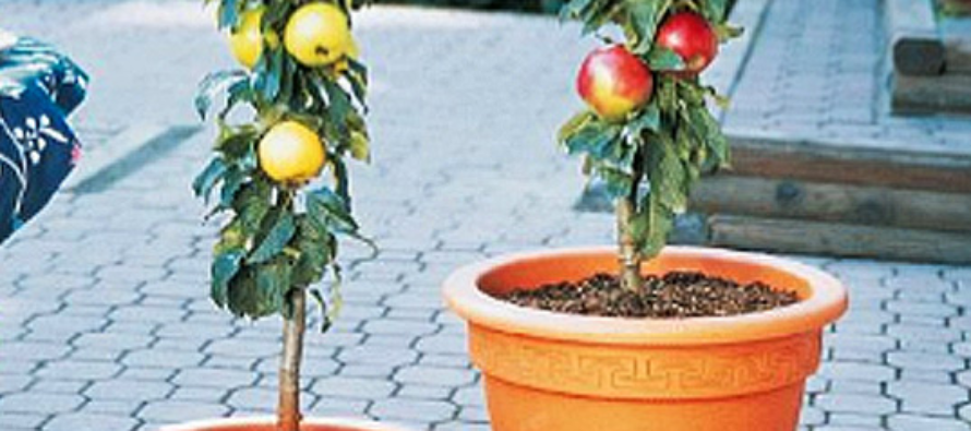 66 Fruits and Vegatables You Can Grow At Home In Containers Without A Garden