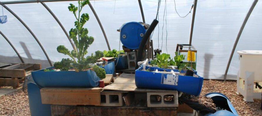 How To Build A Vertical Aquaponic System
