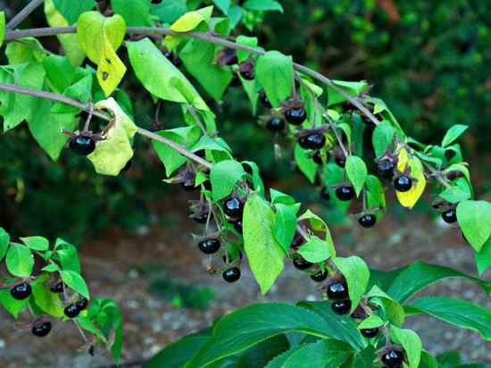 belladonna devils berries