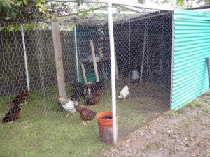 diy pvc chicken coop for homesteading