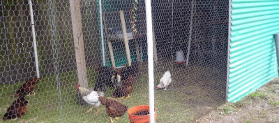 How To Make A PVC Pipe Chicken Coop