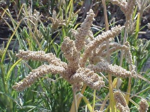 survival garden grain crops