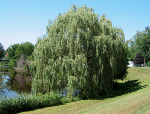 make natural aspirin from the willow tree