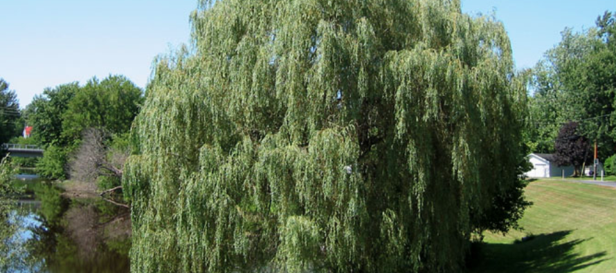 How To Get “Natural Aspirin” From The Willow Tree