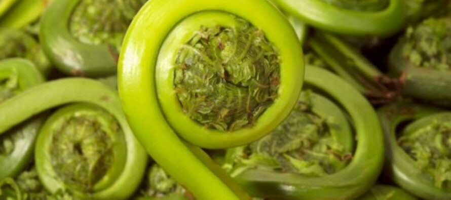 30 Perennial Vegetables You Can Plant Once and Enjoy Forever