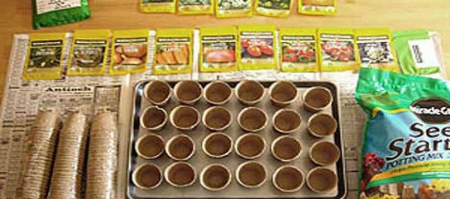 Survival Garden Seed Germination