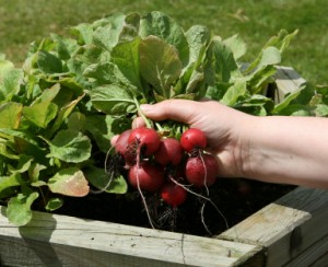 pros and cons of survival gardening with containers