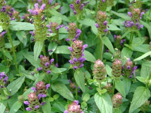 self healing prunella vulgaris