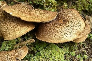 types of wild edible mushrooms