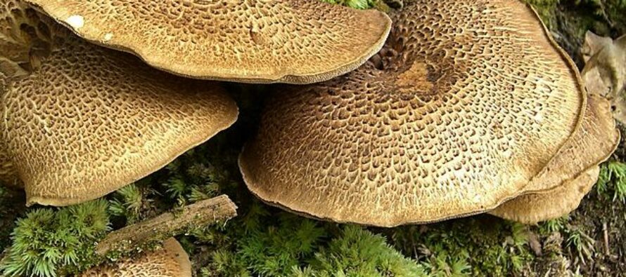 26 Types of Wild Edible Mushrooms (video)
