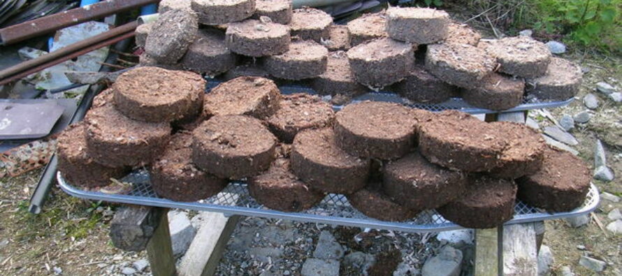 DIY BioFuel Briquettes