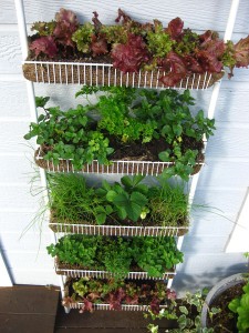 growing vegetables vertically