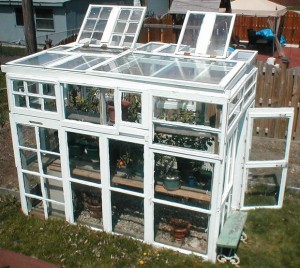 greenhouse from repurposed old windows