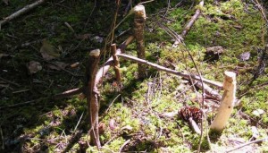 primitive traps and snares for catching food in the woods