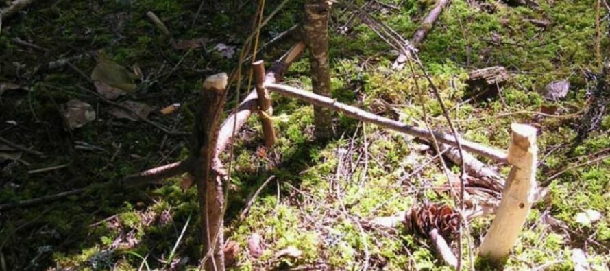 Six Primitive Traps For Catching Food In The Woods