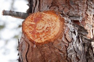 pine resin uses