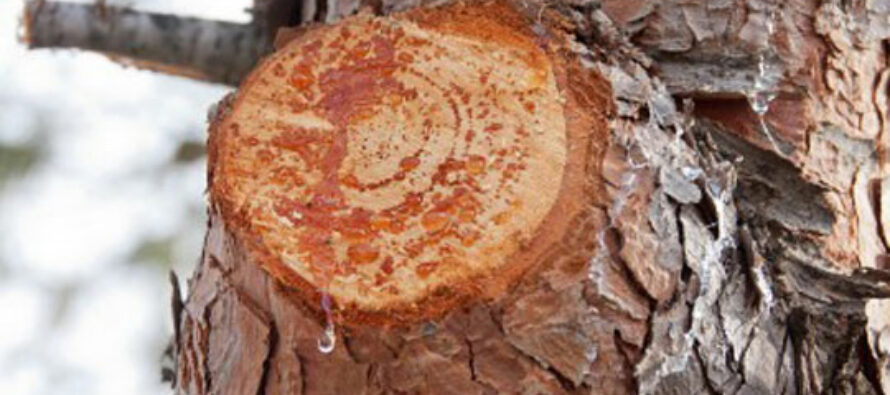 5 Survival Uses For Pine Resin