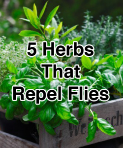 herbs that repel flies