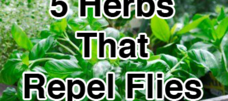 5 Herbs That Repel Flies