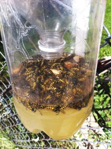 homemade wasp trap