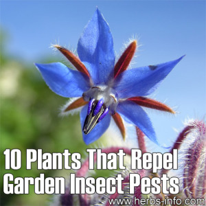 plants that repel garden insect pests