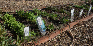 growing a survival garden in the fall