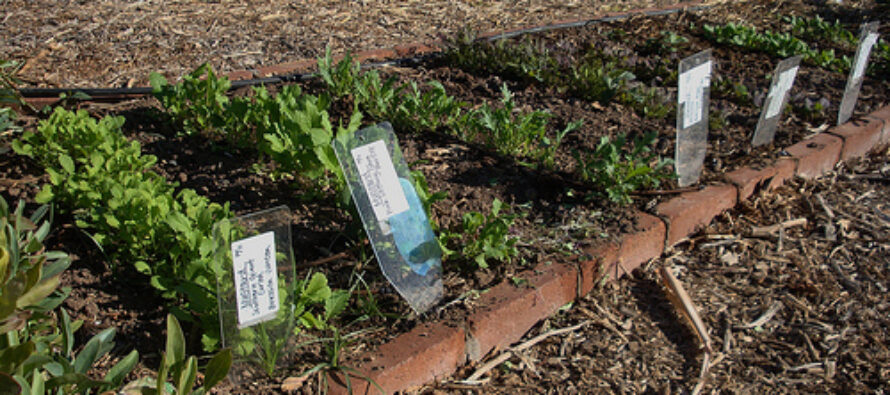 How And What To Plant For Your Fall Survival Food Garden