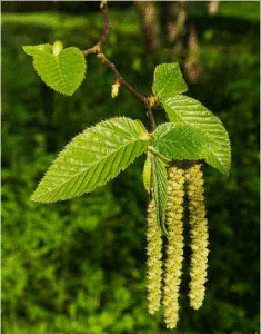 alder tree medicinal uses