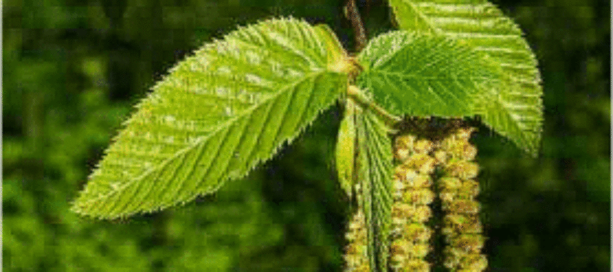 19 Different Trees You Can Use As Medicine