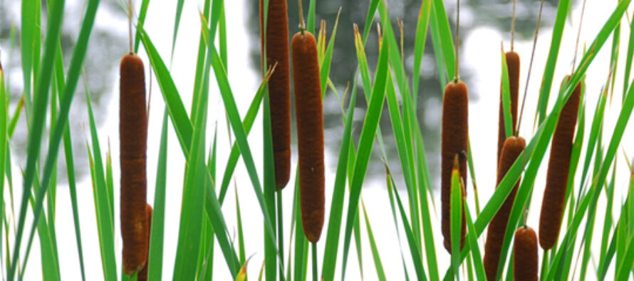 6 Survival Uses For Cattails