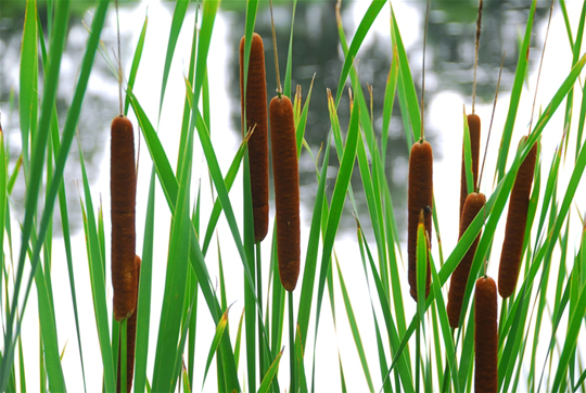uses for cattails