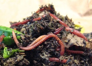 vermicompost worm bin