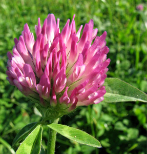 wild edibles for foraging